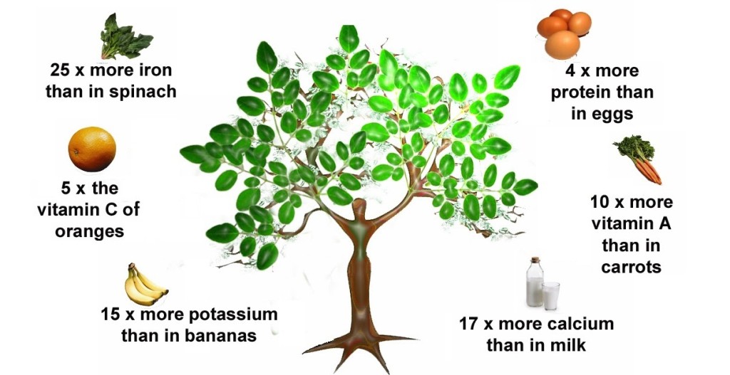 Moringa Nutritional Profile