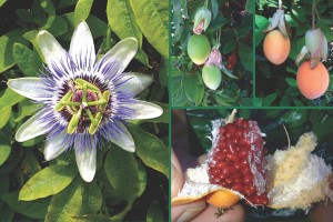 Passion Flower and Fruit