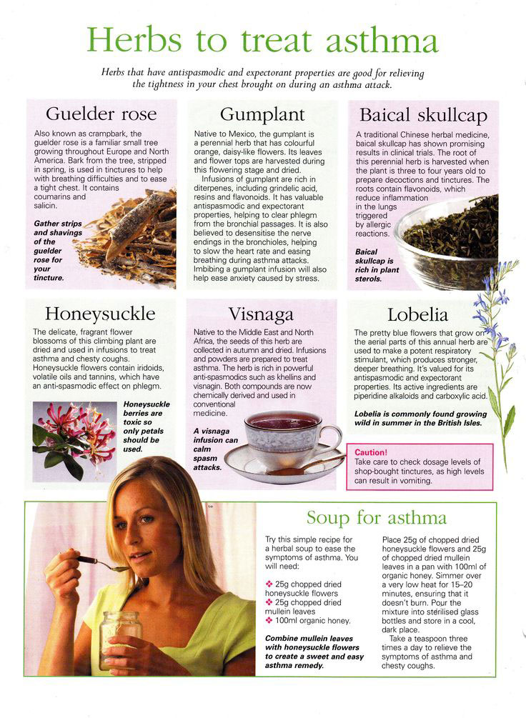 Herbs to Treat Asthma - Infographic