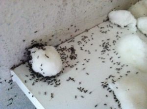 DIY Ant Poison
