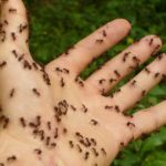 DIY Easy And Safe Ant Poison